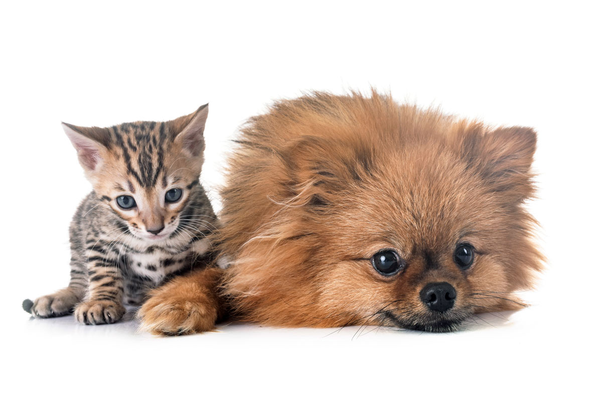 a small kitten next to a pomeranian puppy with its head on the ground 