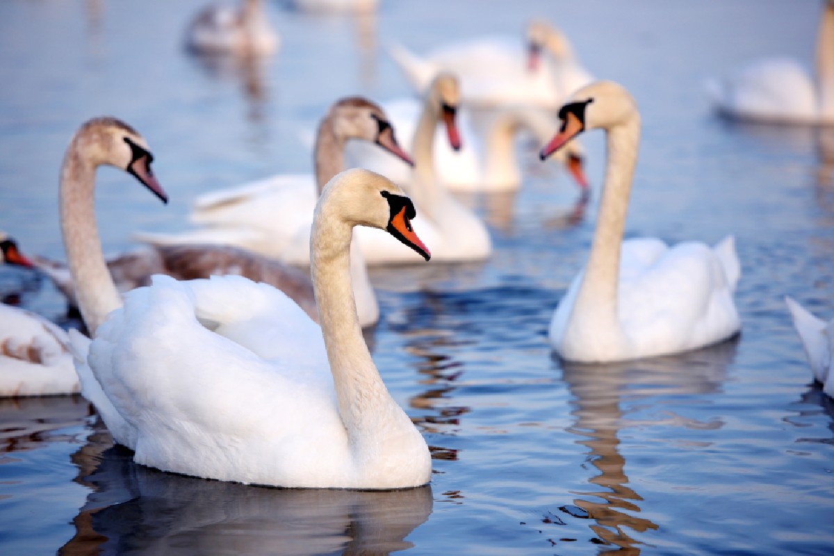 Several white swans in water