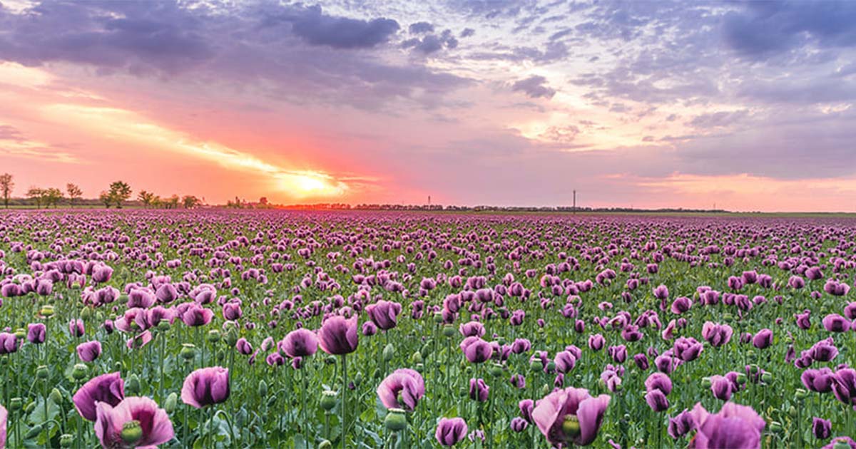 field of flowers