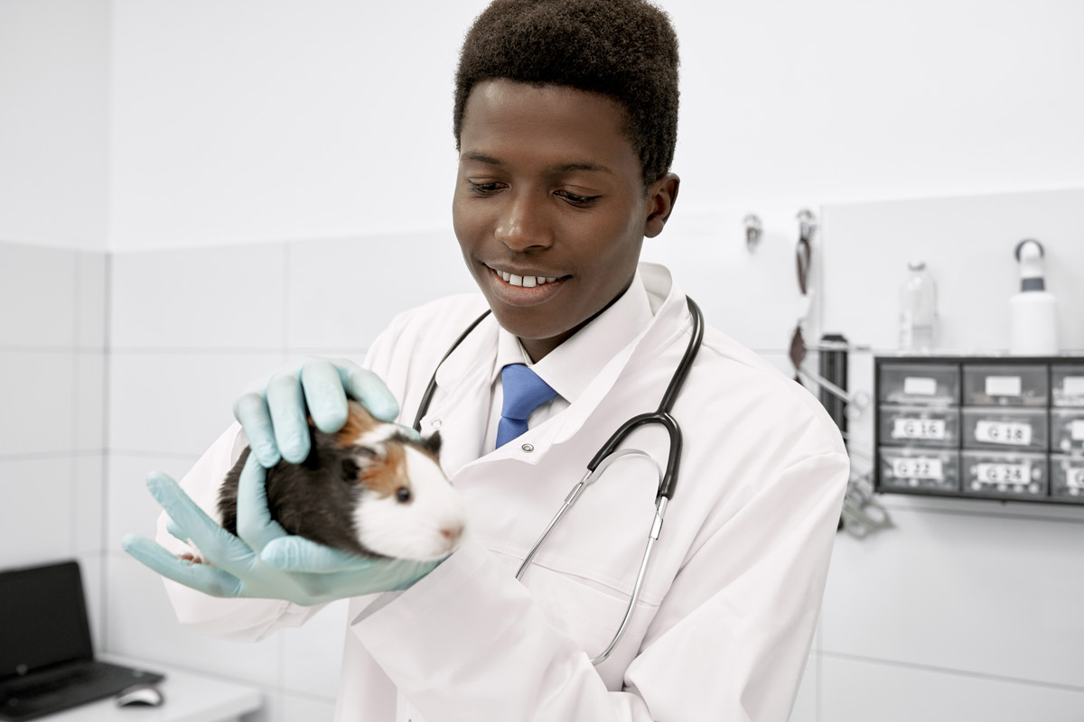 teenage black male in a vet room wearing a vet uniform holding a guinea pig with blue latex gloves on 