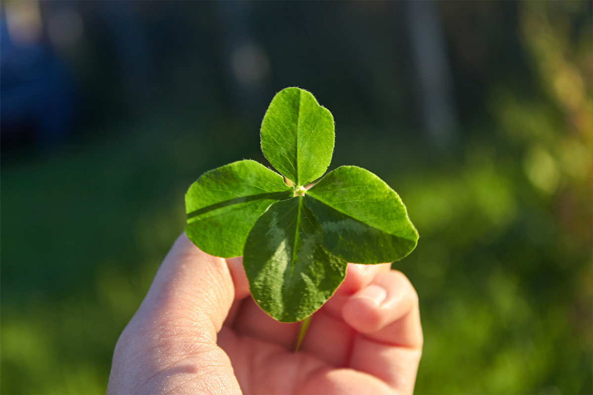 White persons hands holding a green leafed stem up close to the camera