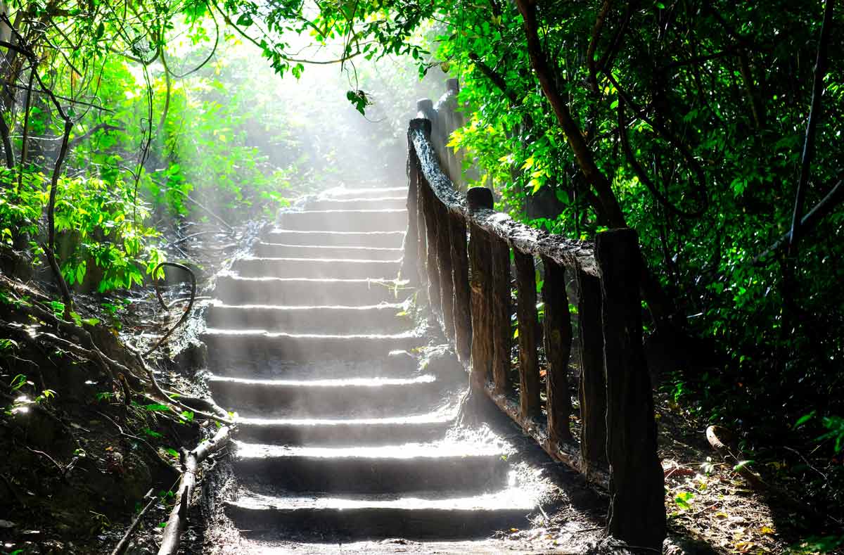 a curved wooden staircase going up in a forest surrounded by trees with the sun shining through