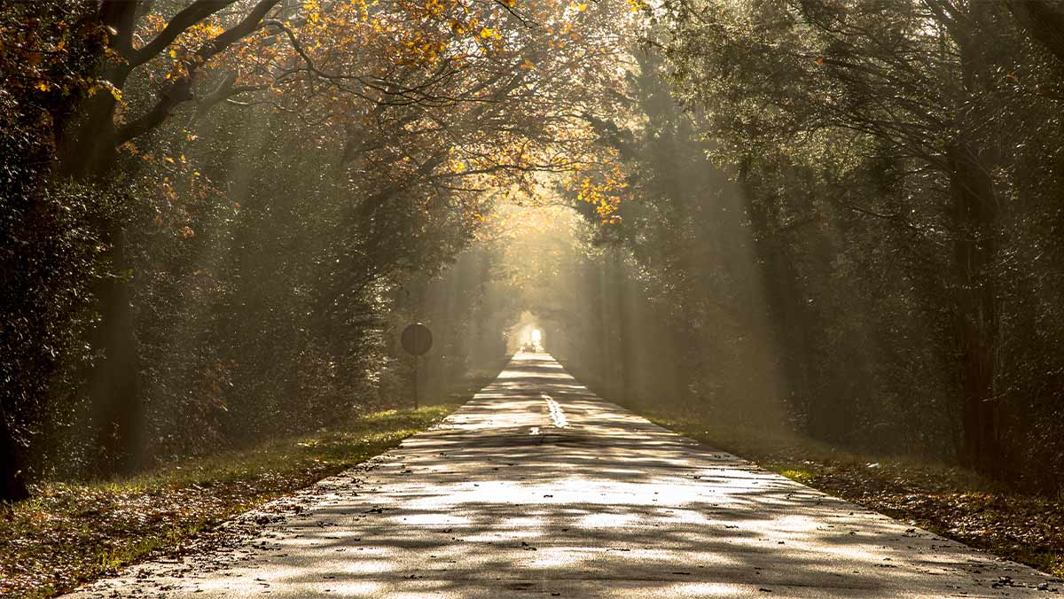 path shining in the sun’s light in the woods