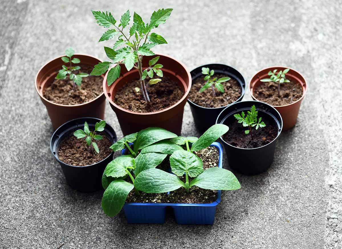 six circular, miniature potted plants, some of which are in black pots and the others in brown, sit on the concrete next to a rectangular, potted plant that is slightly bigger and in a blue plastic pot