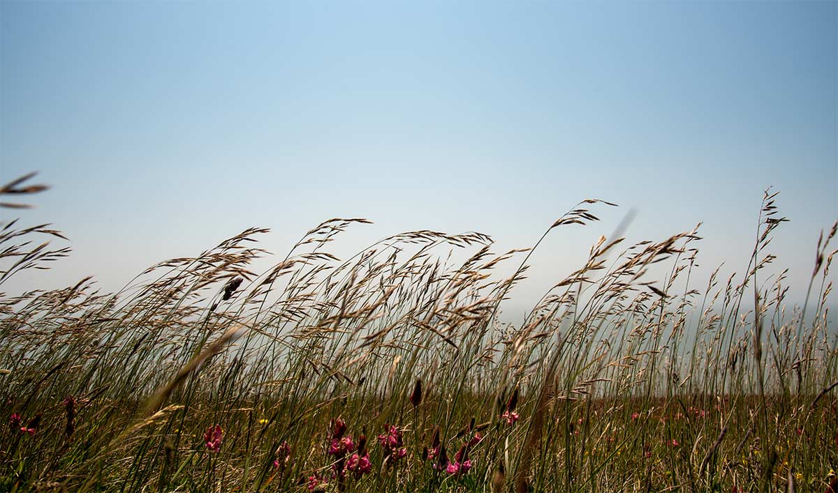 wheat plants and flowers blowing in the breeze outside with clear skies