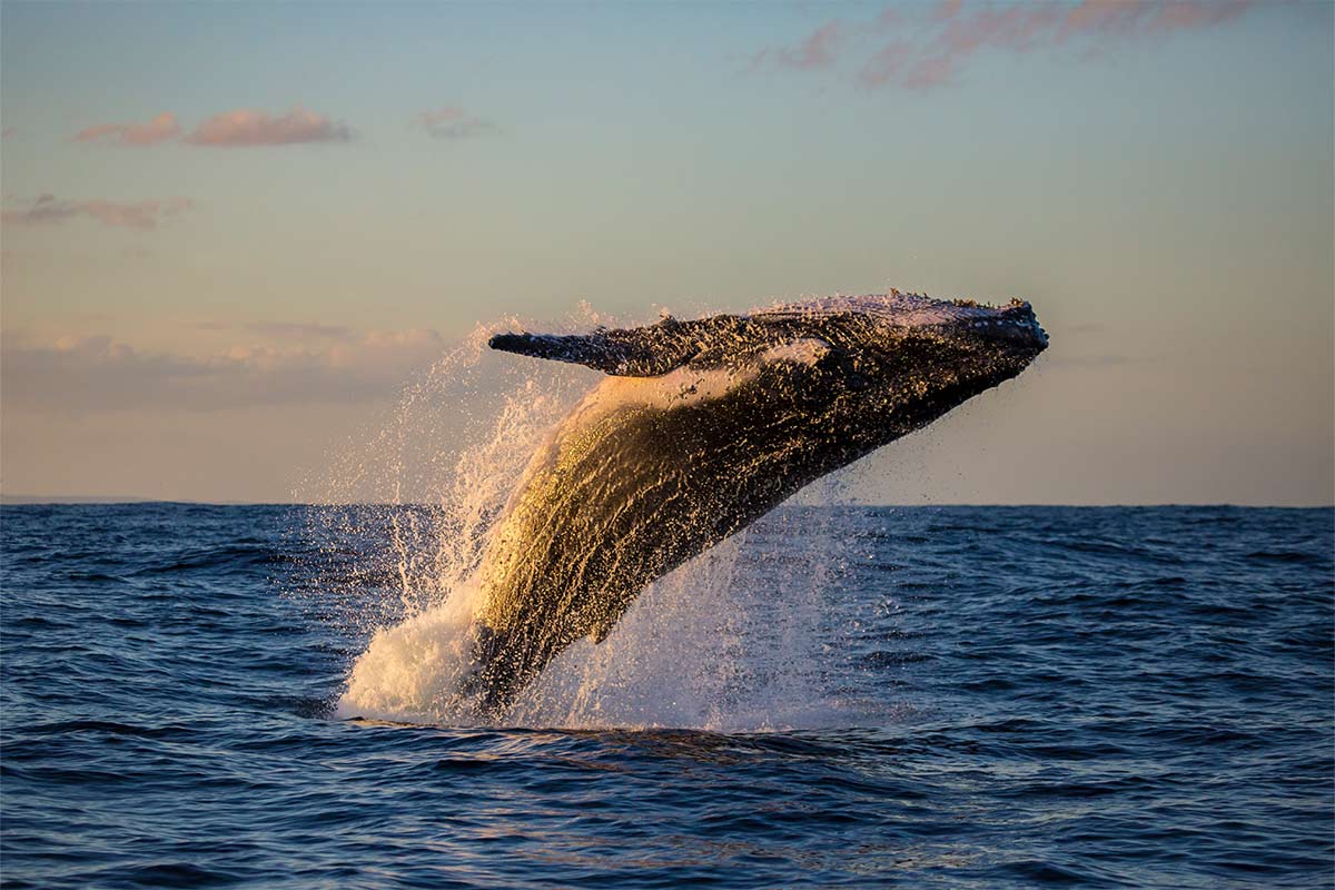 Large whale breaches from a blue ocean with scattered clouds.