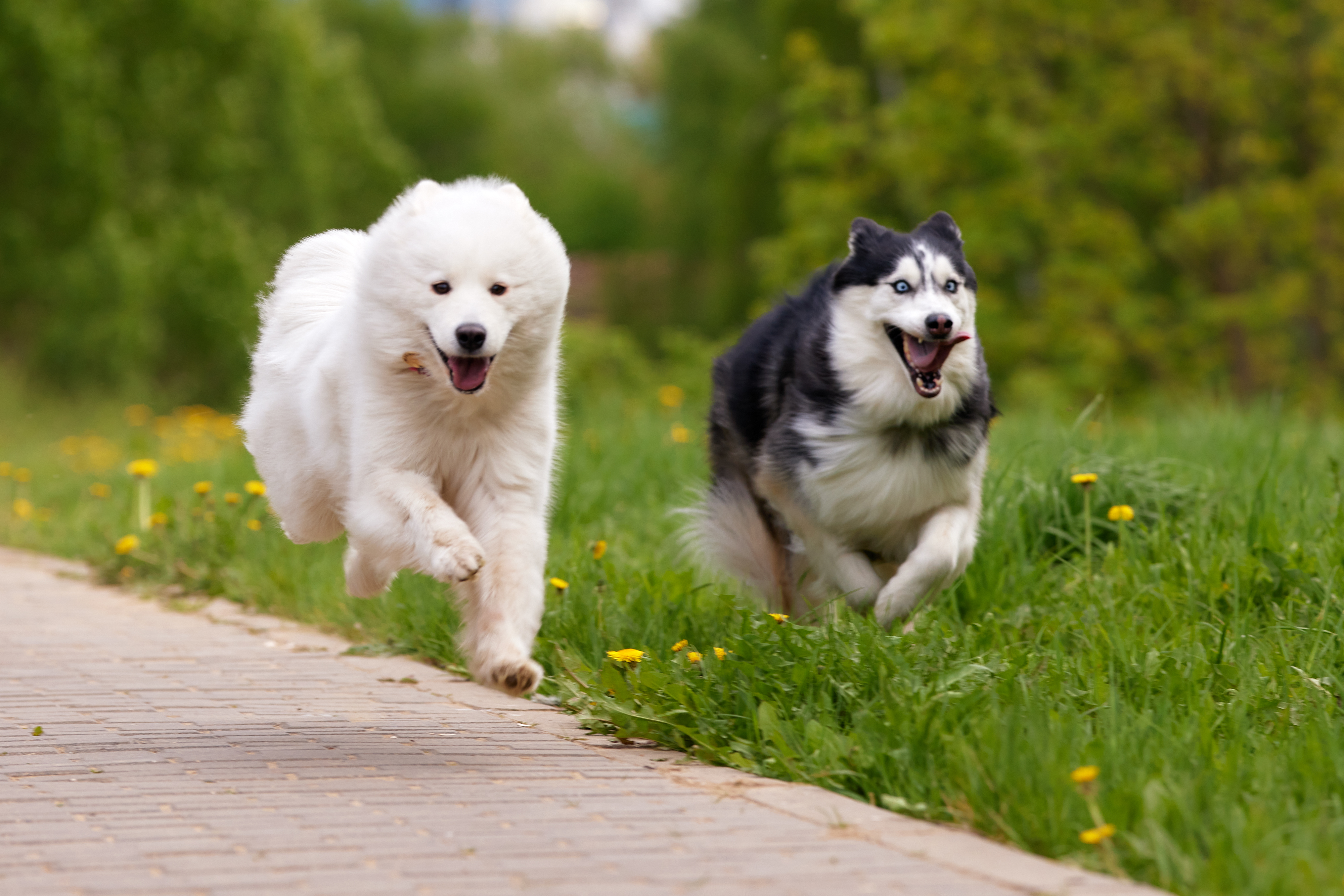 Husky and samoyed dog outside running and leaping through the air with mouths opened