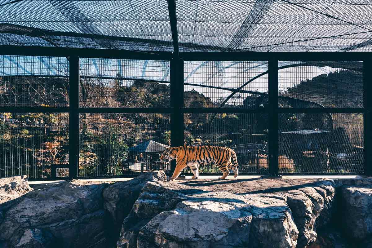 A tiger in a cage at the public zoo