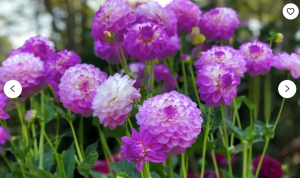 Purple flowers.